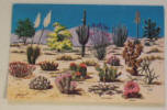 Cacti and Desert Flora - Click to go to U.S. Miscellaneous