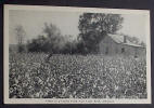 Cabin in Cotton Field - Little Rock Arkansas - Click for more photos