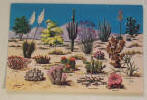 Cacti and Desert Flora - The Great Southwest - Click for more photos